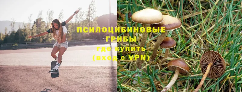 Псилоцибиновые грибы Psilocybine cubensis  Карачаевск 